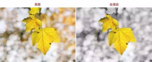 绿叶修图软件免费版app下载